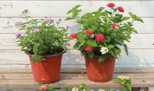 张大锤最新爆料新闻视频,最新爆料新闻视频深度解析 第3张 张大锤最新爆料新闻视频,最新爆料新闻视频深度解析 第3张